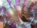 螢石 Fluorite