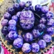 紫龍晶 Chaorite